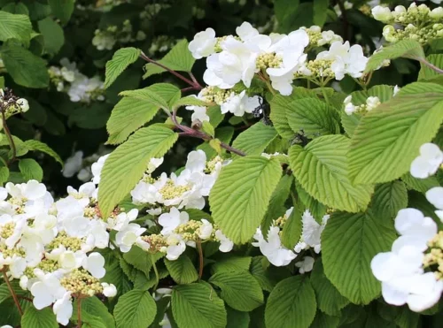 Blüten der Kletterhortensie