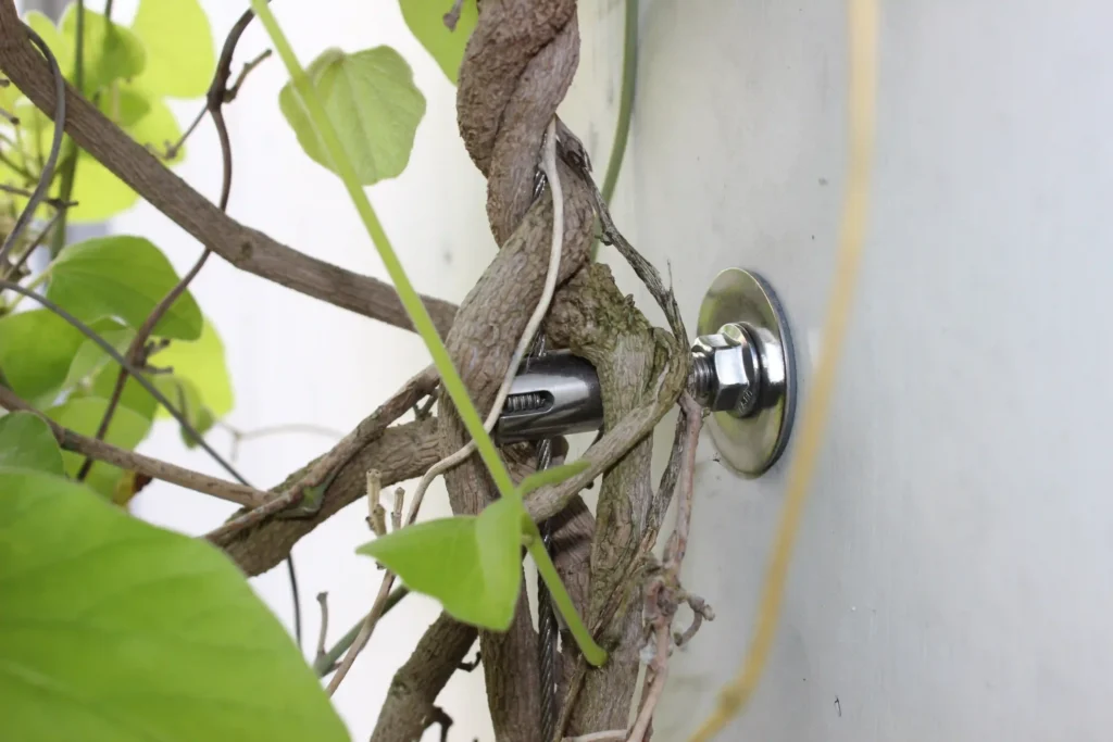 Pflanze waechst ueber Seilhalter