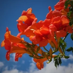Klettertrompete, campsis x tagliabuana