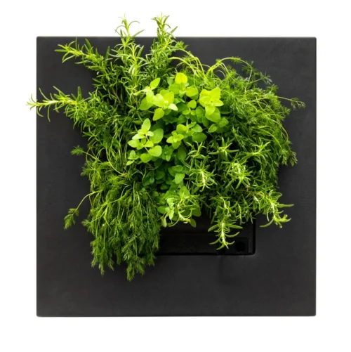 LiPi. Go Bamboo Schwarz