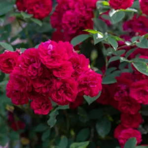 Ramblerrose Chevy Chase