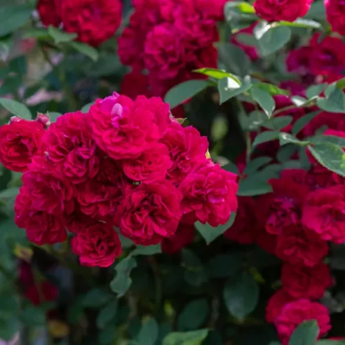 Ramblerrose Chevy Chase mit roten vollen Blüten