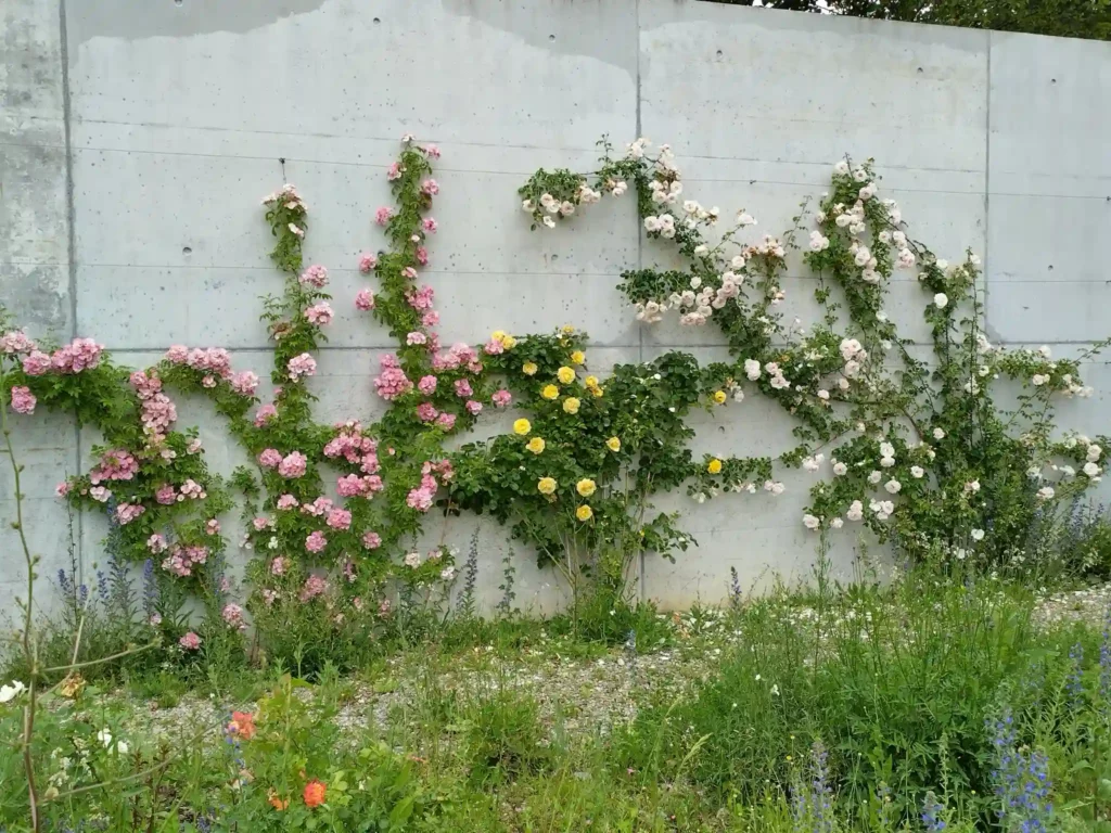 Mehrere Kletterrosen begrünen eine Betonwand mithilfe von Stahlseilen