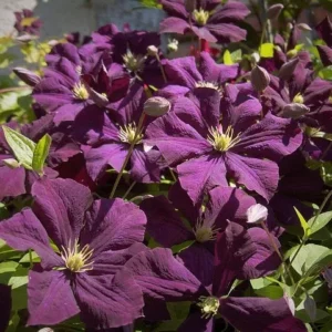 Waldrebe mit violetten Blüten, Clematis Etoile