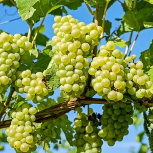 Weisse Trauben der Weinrebe