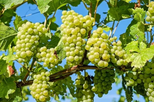 Weisse Trauben der Weinrebe