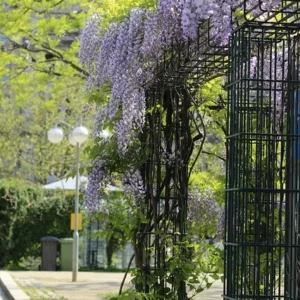 Wisteria wächst an einer Pergola und blüht mit violetten Blüten