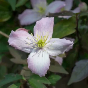 rosafarbene Blüte von der Kletterpflanze clematis montana shelly