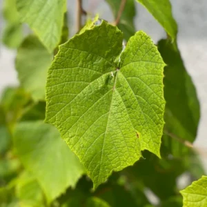 Scharlachwein oder auch Vitis coignetiae genannt, ist eine Kletterpflanze mit kräftigem Wuchs.