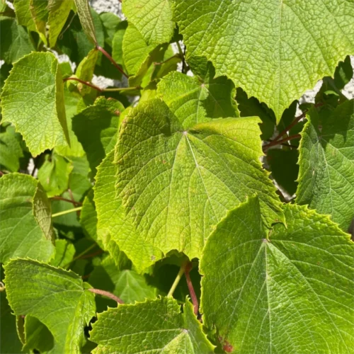 Scharlach Wein (Vitis coignetiae)
